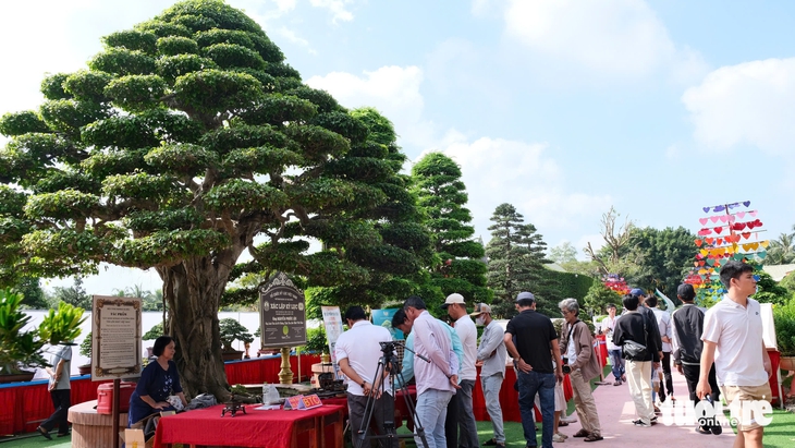 cây bonsai - Ảnh 4.