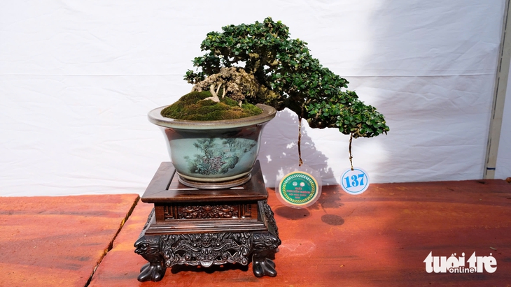 Hàng trăm cây bonsai trưng bày dịp Festival hoa kiểng Sa Đéc - Ảnh 5.