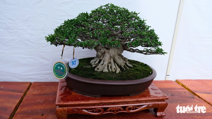 Hàng trăm cây bonsai trưng bày dịp Festival hoa kiểng Sa Đéc - Ảnh 6.