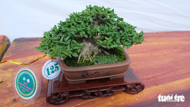cây bonsai - Ảnh 7.