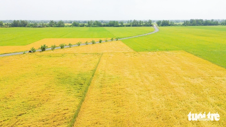 lúa chất lượng cao - Ảnh 2.