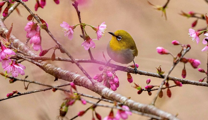 Măng Đen - Ảnh 4.