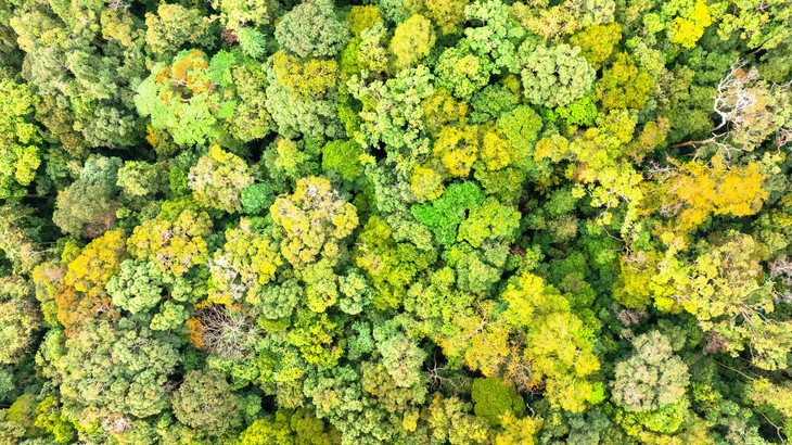 Măng Đen - Ảnh 13.