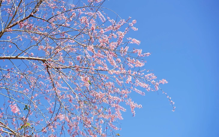 Tết dương lịch 2026, Măng Đen đã kín phòng, nhưng du khách vẫn còn lựa chọn  - Ảnh 5.