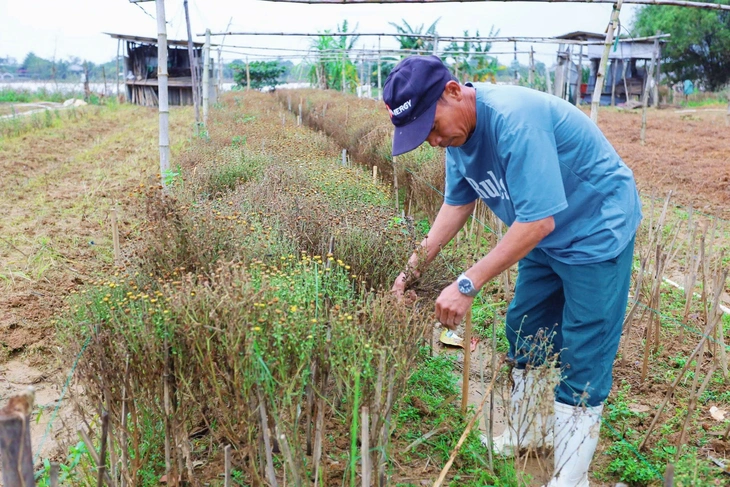 Nông dân xứ Huế tất bật ‘hồi sinh’ vựa hoa Tết sau lũ, chạy đua kịp vụ - Ảnh 4.