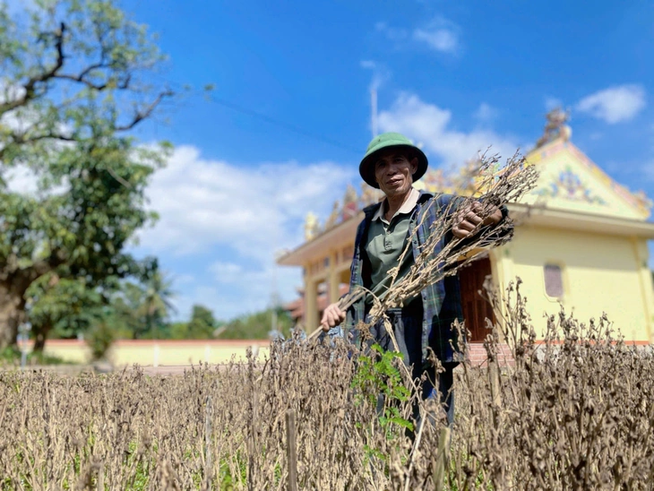 Nông dân xứ Huế tất bật ‘hồi sinh’ vựa hoa Tết sau lũ, chạy đua kịp vụ - Ảnh 3.