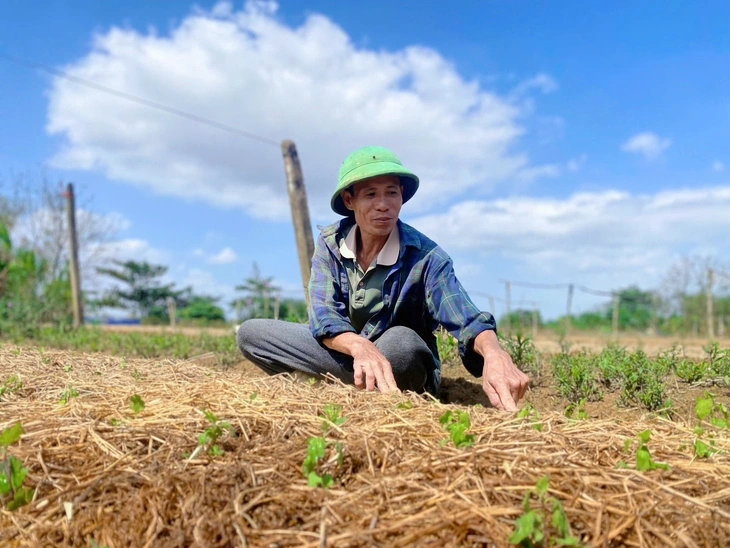 Nông dân xứ Huế tất bật ‘hồi sinh’ vựa hoa Tết sau lũ, chạy đua kịp vụ - Ảnh 1.