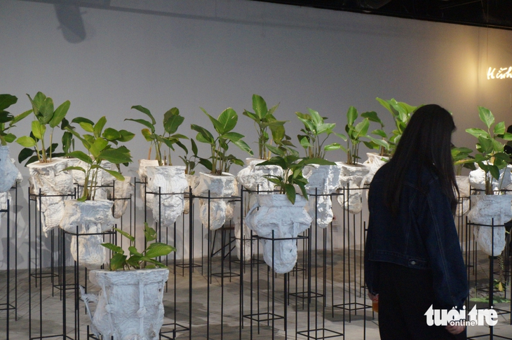 bèo hoa dâu - Ảnh 6.