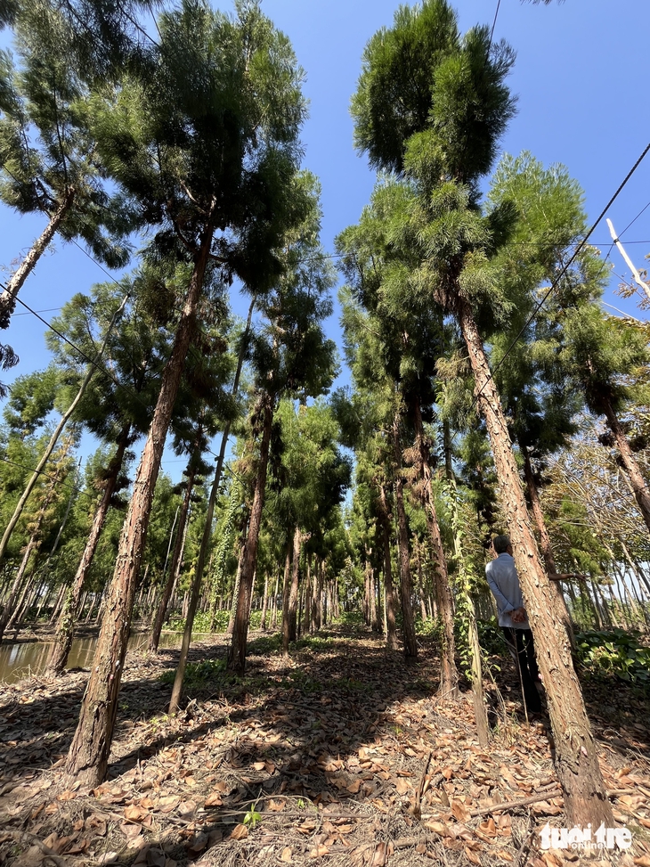 thủy tùng - Ảnh 1.