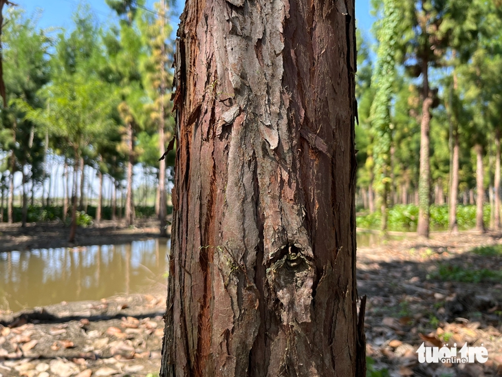 thủy tùng - Ảnh 3.