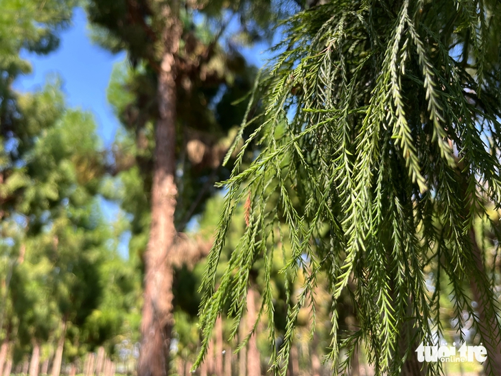 Thầy giáo Cần Thơ 'hồi sinh' loài thủy tùng quý hiếm bên bờ tuyệt chủng - Ảnh 5.