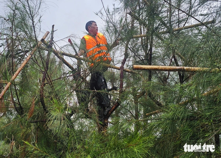 chim trời - Ảnh 3.