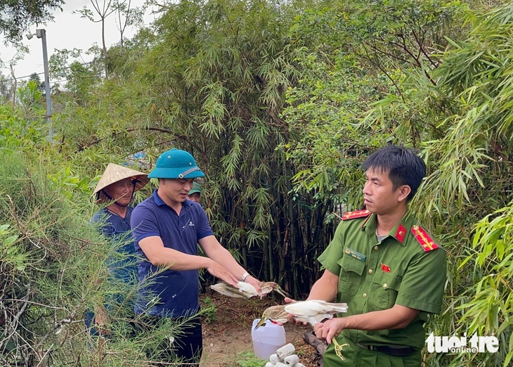 chim trời - Ảnh 5.