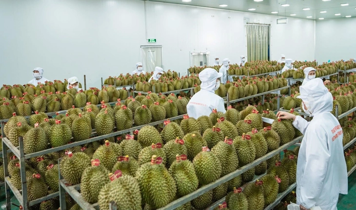 xuất khẩu - Ảnh 1.