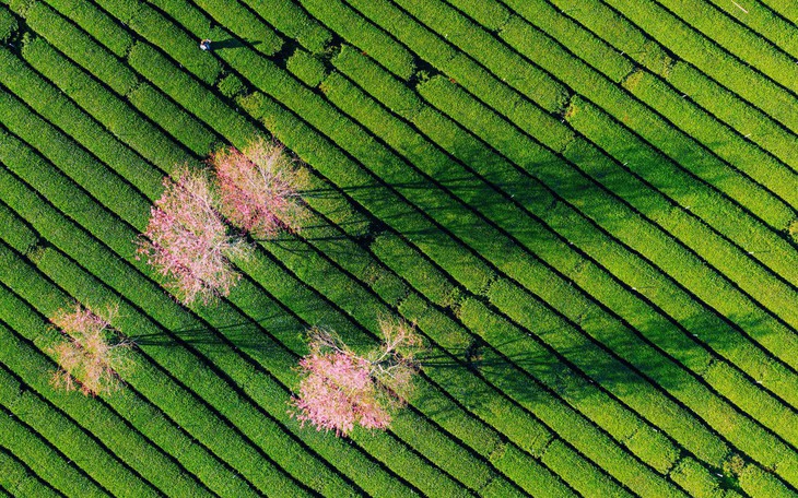 Đà Lạt mùa này đẹp đến lạ: cỏ tuyết ‘hẹn hò” với mai anh đào - Ảnh 9.