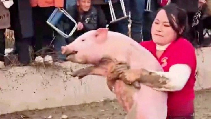 bắt heo - Ảnh 1.