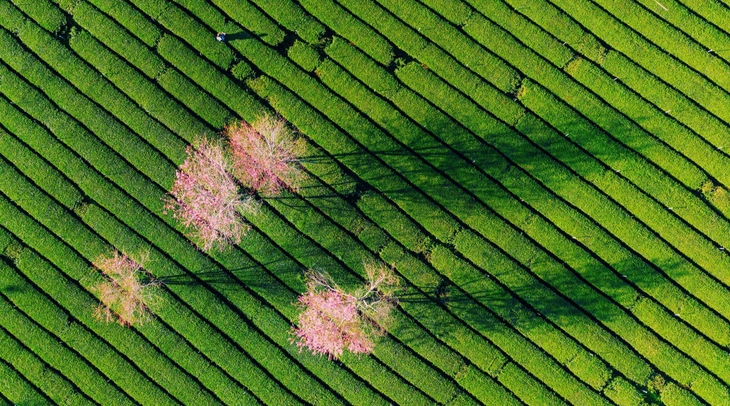 đà lạt - Ảnh 1.