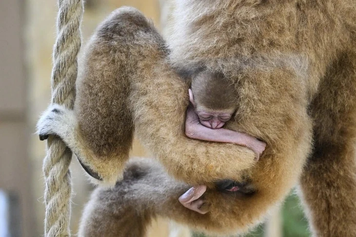 Tin thế giới 31-12: Mỹ làm rõ đánh giá tình báo vụ tấn công dinh thự ông Putin - Ảnh 5.