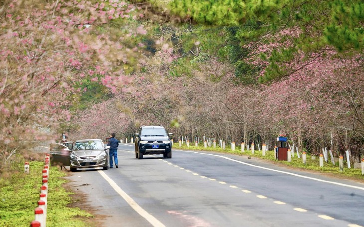 Đánh Pickleball ở Măng Đen để trồng hoa anh đào, du lịch Quảng Ngãi bội thu dịp Tết Dương lịch - Ảnh 2.
