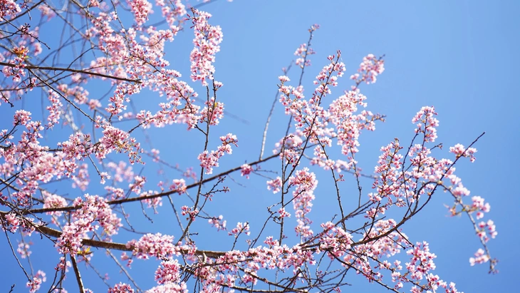 Măng Đen - Ảnh 2.