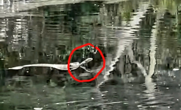 rắn hổ mang chúa - Ảnh 2.