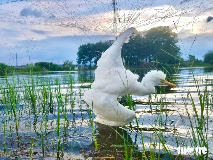 Những cái chết tức tưởi của chim, cò trên đường di thiên - Ảnh 3.