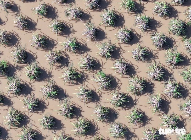 Nước lũ vẫn ngập sâu nhiều vùng Bình Thuận cũ- Ảnh 7.