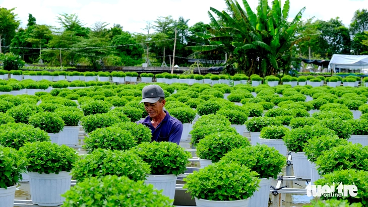 Festival hoa kiểng Sa Đéc - Ảnh 3.