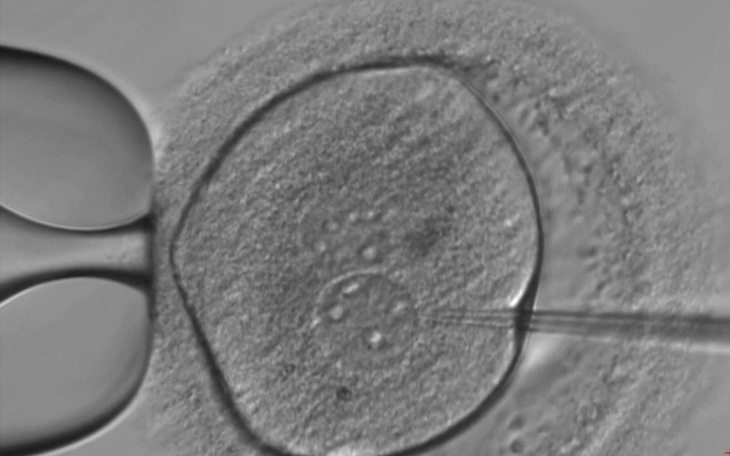 Lần đầu chỉnh sửa chính xác gene trong phôi người, mở ra cơ hội và tranh cãi mới - Ảnh 2.