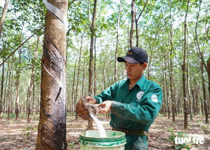 Tập đoàn công nghiệp Cao su Việt Nam đặt mục tiêu doanh thu hơn 33.400 tỉ đồng năm 2026 - Ảnh 3. Tập đoàn Công nghiệp Cao su Việt Nam đặt mục tiêu doanh thu hơn 33.400 tỉ đồng năm 2026 - Ảnh 3.