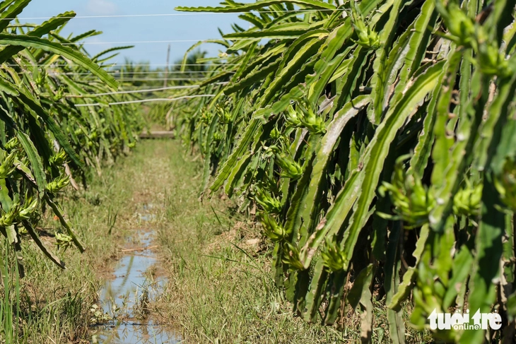 bình thuận - Ảnh 6.