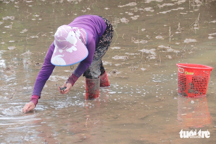 ốc bươu vàng - Ảnh 1.