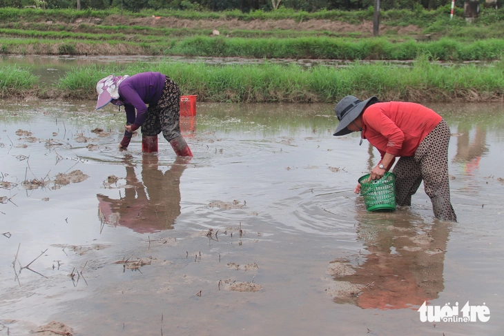 ốc bươu vàng - Ảnh 2.