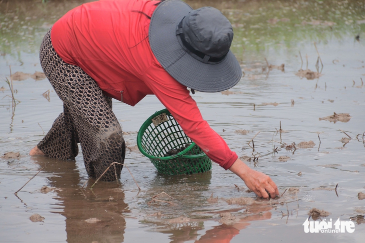 ốc bươu vàng - Ảnh 3.