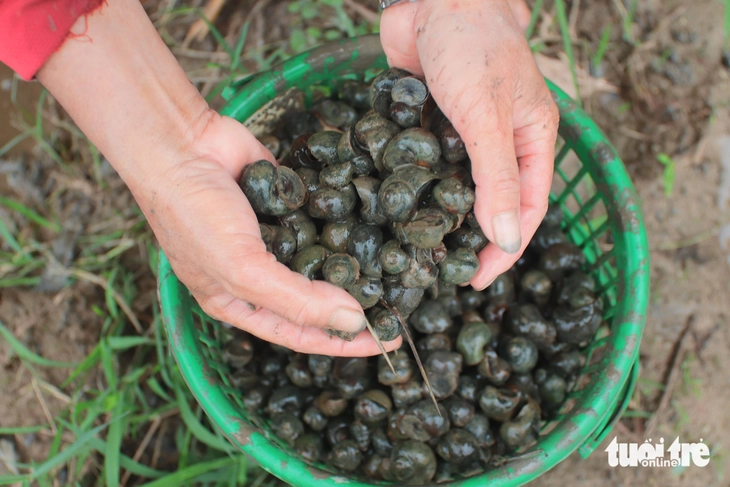 ốc bươu vàng - Ảnh 4.