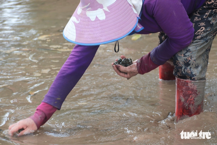 ốc bươu vàng - Ảnh 5.