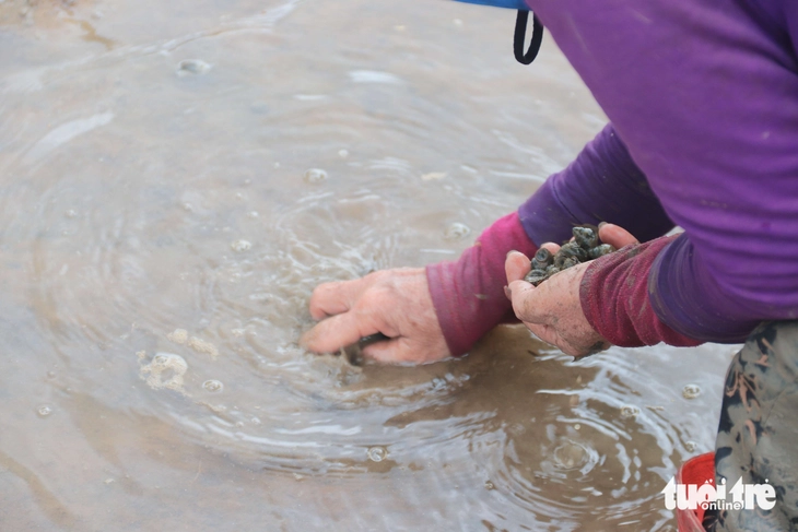 ốc bươu vàng - Ảnh 6.