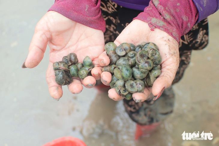 ốc bươu vàng - Ảnh 7.