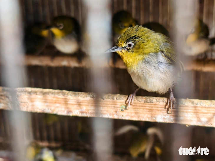 chim cảnh - Ảnh 3.
