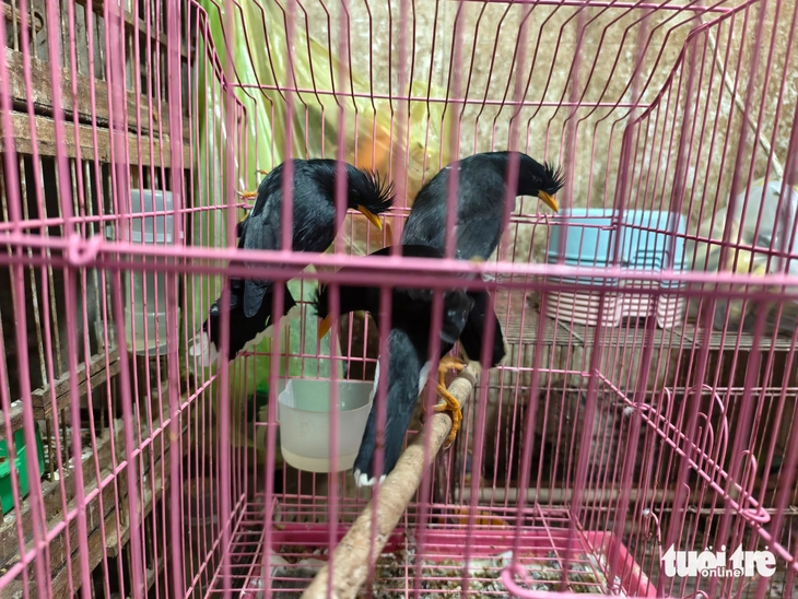 chim cảnh - Ảnh 4.