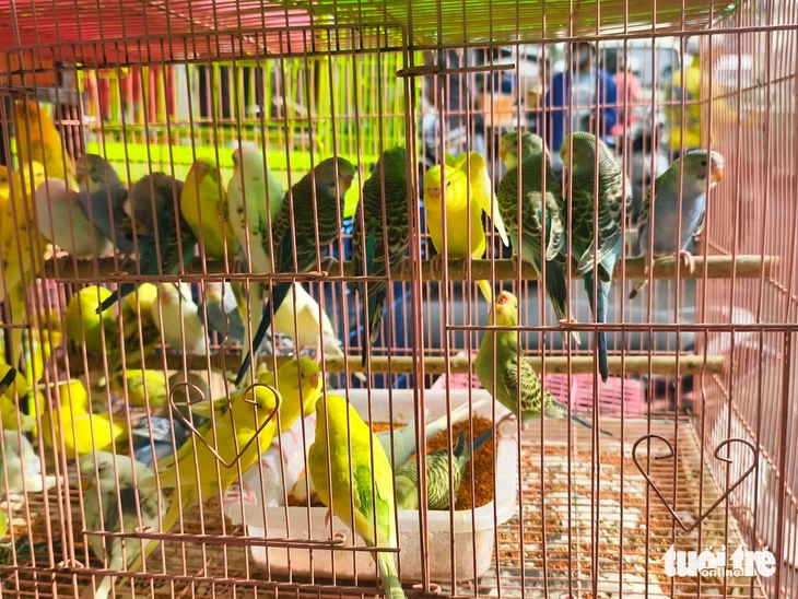 chim cảnh - Ảnh 5.