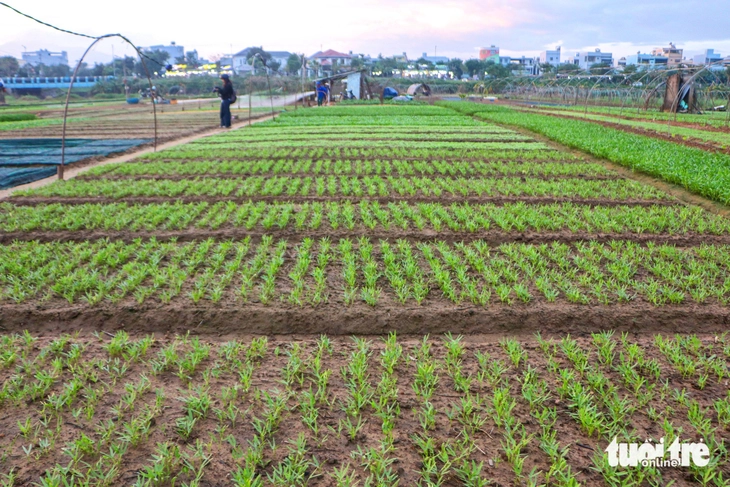 Đà Nẵng - Ảnh 6.