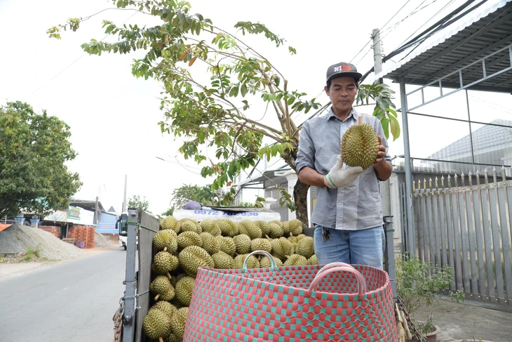 Nông dân Đồng Tháp vào vụ thu hoạch sầu riêng nghịch mùa, giá lên xuống theo ngày - Ảnh 1.