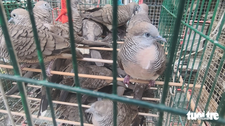 hợp pháp - Ảnh 2.