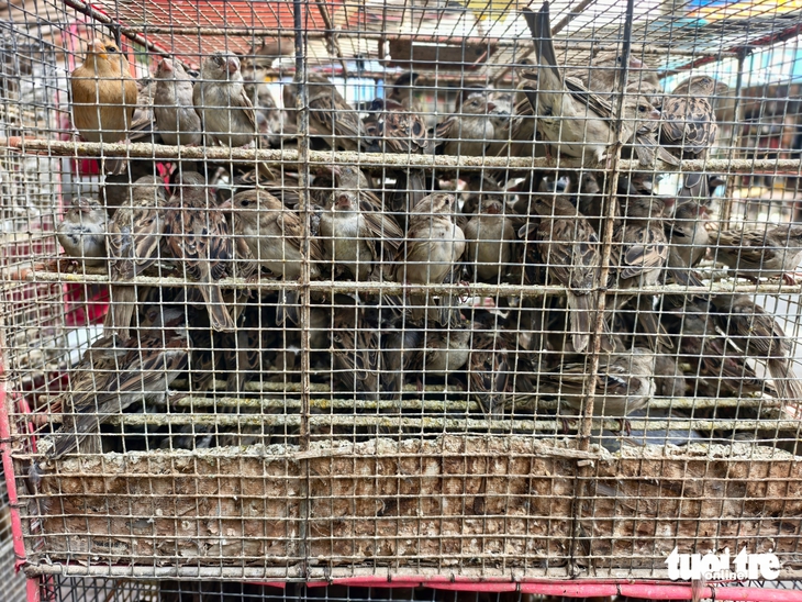 hợp pháp - Ảnh 3.