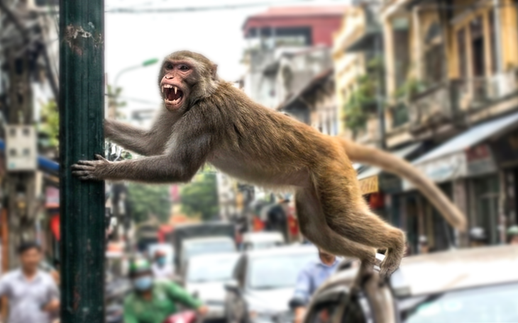 Khỉ hoang rượt đuổi, cắn người chạy bộ ở Vũng Tàu - Ảnh 3.