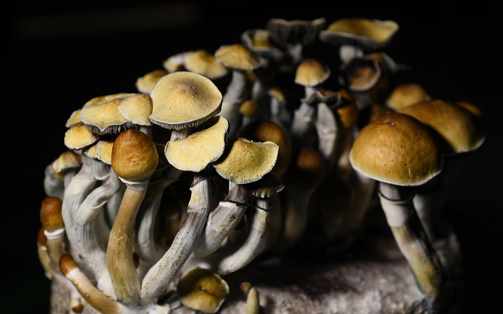 Buổi sáng thiếu ánh sáng: nguyên nhân giấu mặt khiến bạn khó ngủ và dễ chán nản - Ảnh 2.