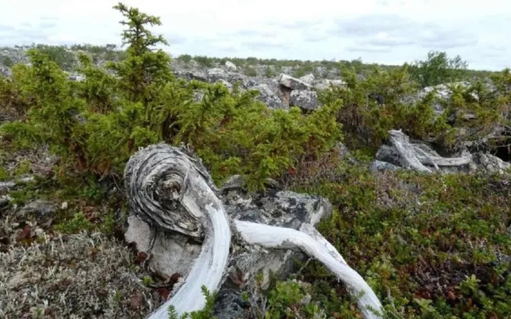 Phát hiện 'chiến lược' để tồn tại và phát triển mạnh ở nơi nóng 49 độ C của một loài cây ở Mỹ - Ảnh 3.