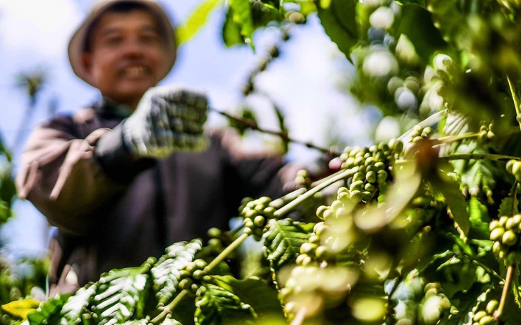 Giá cà phê tăng cao, nông dân vẫn quyết ghim hàng, chưa chịu bán chốt lời  - Ảnh 1.