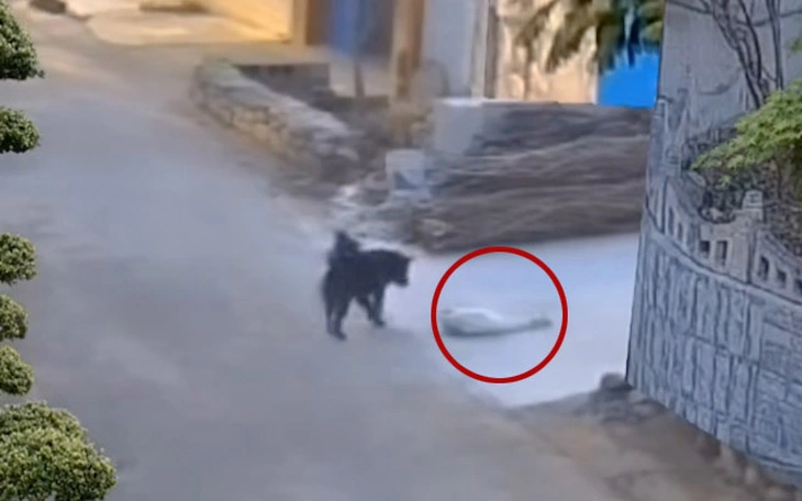 Độc lạ chú cừu con 'diễn viên' gây sốt Trung Quốc: giả chết mỗi khi người mua đến gần - Ảnh 2.